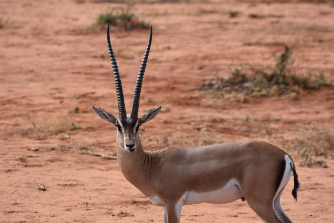 Luxury tent Kudu Safari Camp